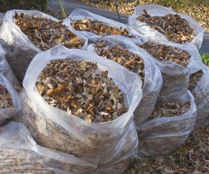 Yard Waste